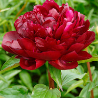 Peonies Paeonia 'Armani' red - Bare rooted - Hardy plant