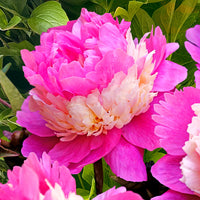 Peonies Paeonia 'Sorbet' pink-yellow - Bare rooted - Hardy plant