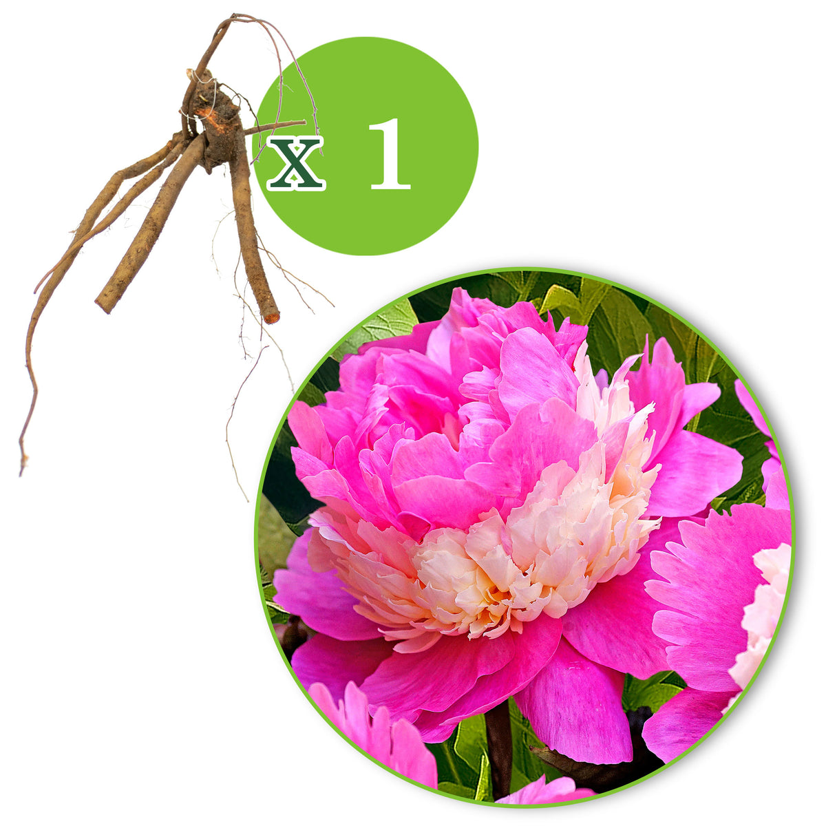 Peonies Paeonia 'Sorbet' pink-yellow - Bare rooted - Hardy plant