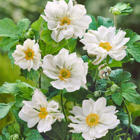 3x Anemone "Whirlwind", White - Bare-rooted - Hardy plant