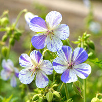 3x Geraniums 'Delft Blue' blue-white - Bare rooted - Hardy plant