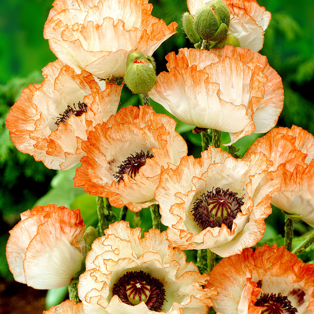3x Papaver orientale "Picotee", White/Orange - Bare-rooted