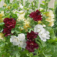 3x Hollyhock "Spring Celebrities" Red/Yellow/White - Bare-rooted - Hardy plant