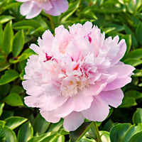 Peonies Paeonia 'Eden's Parfume' pink - Bare rooted - Hardy plant
