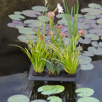 floating plant oasis 30 * 40 cm
