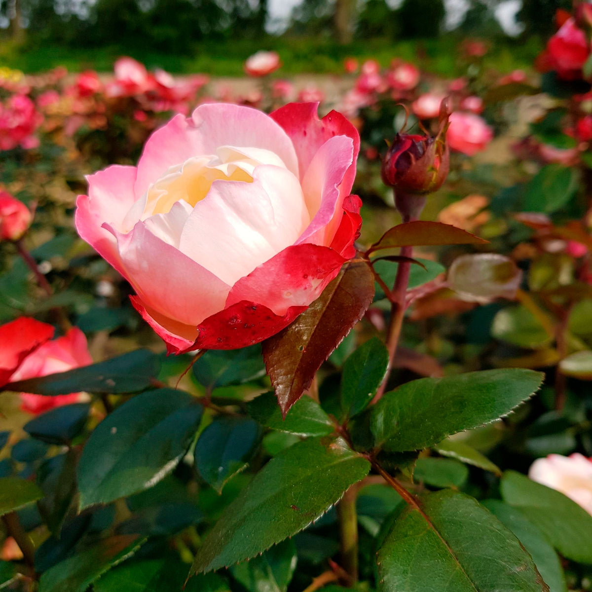 Rosa 'Nostalgie'® Large-flowered rose  Cream-Pink - Hardy plant
