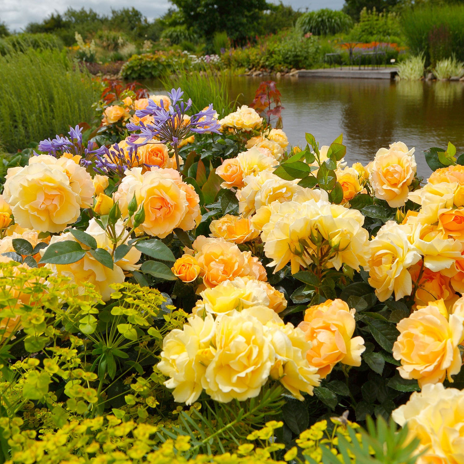 Large-Flowered Roses