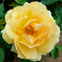 Large-flowered rose  Rosa 'Hansestadt Rostock'®  Orange - Hardy plant