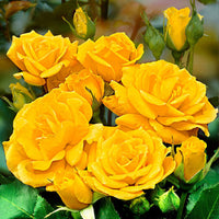 Large-flowered rose Rosa 'Friesia' yellow - Hardy plant