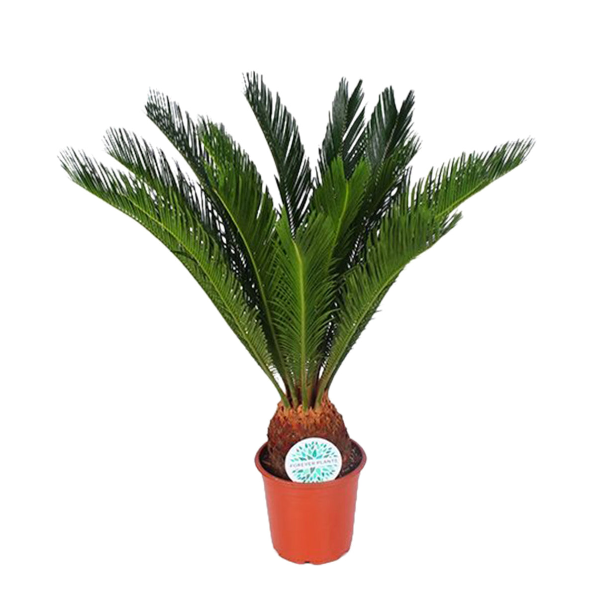 Sago palm Cycas revoluta