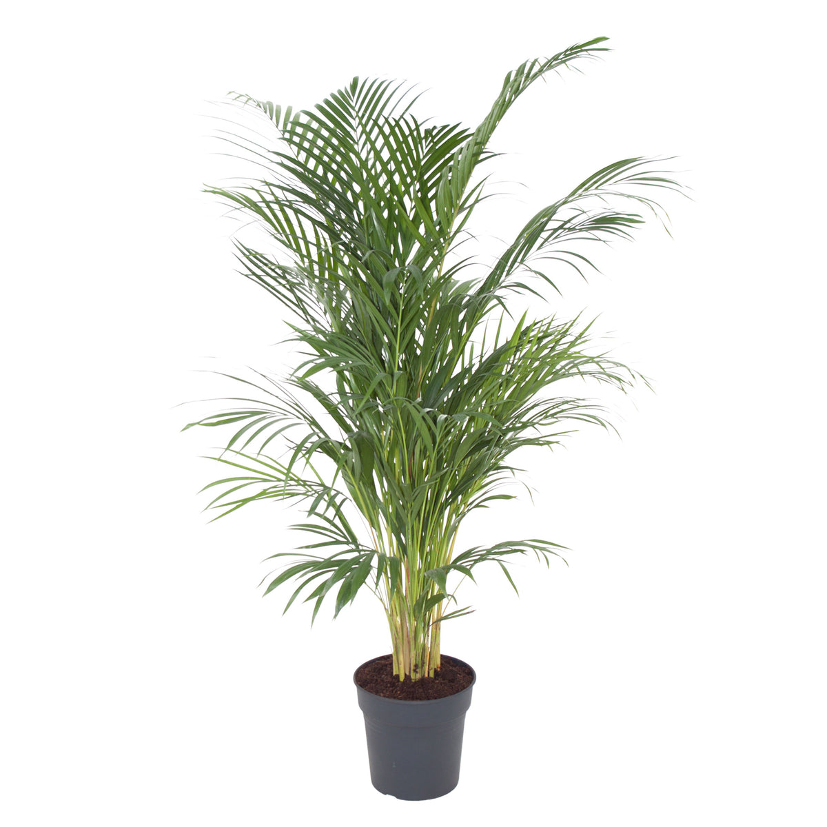 Areca palm Dypsis lutescens XL