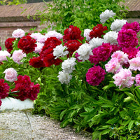 4x Peonies Paeonia - Mix - Bare rooted - Hardy plant