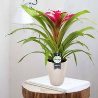 2x Bromelia Guzmania 'Deseo' pink