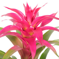 2x Bromelia Guzmania 'Deseo' pink