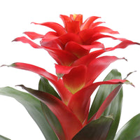 2x Bromelia Guzmania 'Optima' green-red