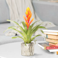 2 Bromelia Vriesea 'Intenso' Orange