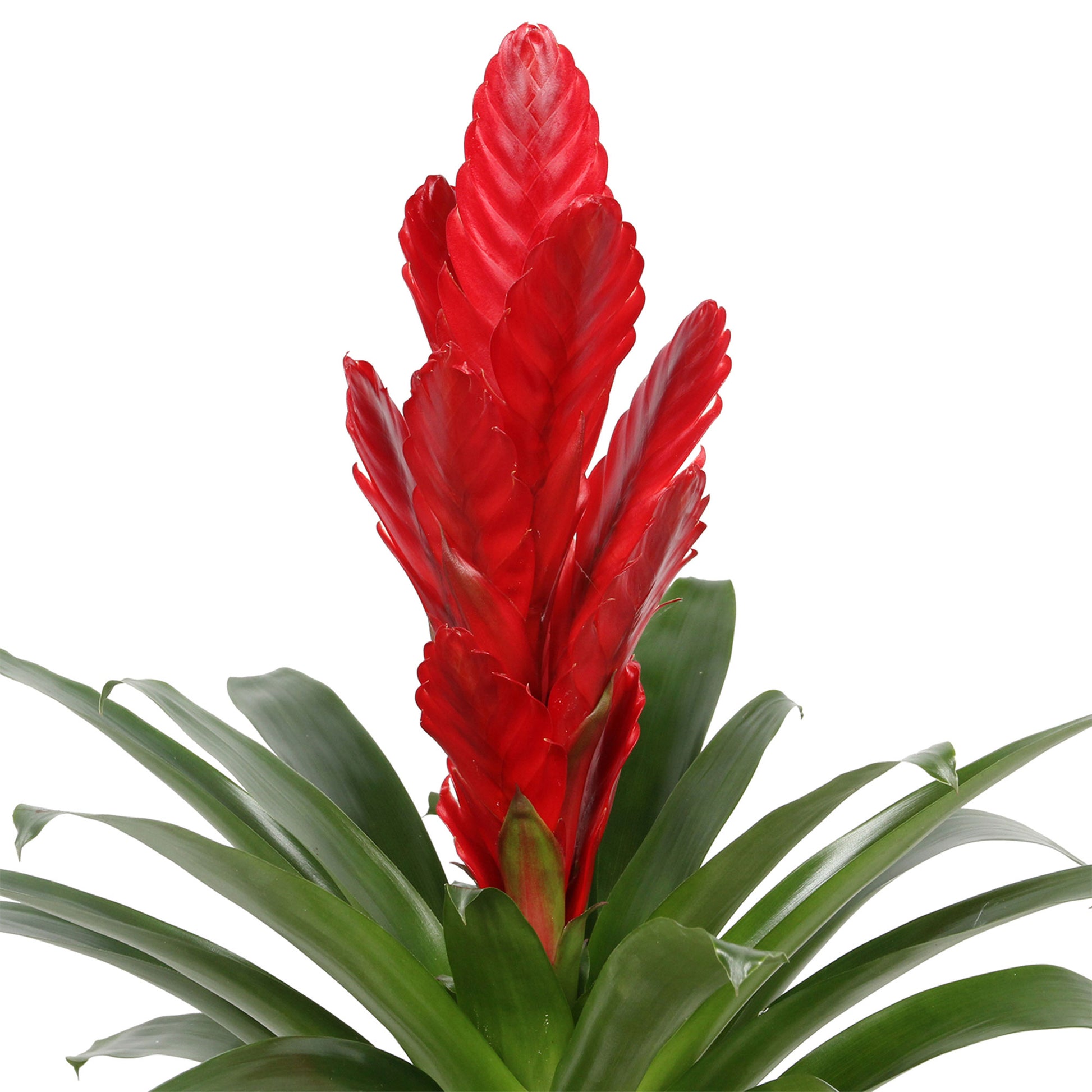Buy house plants now 2 Bromelia Vriesea 'Stream' Red