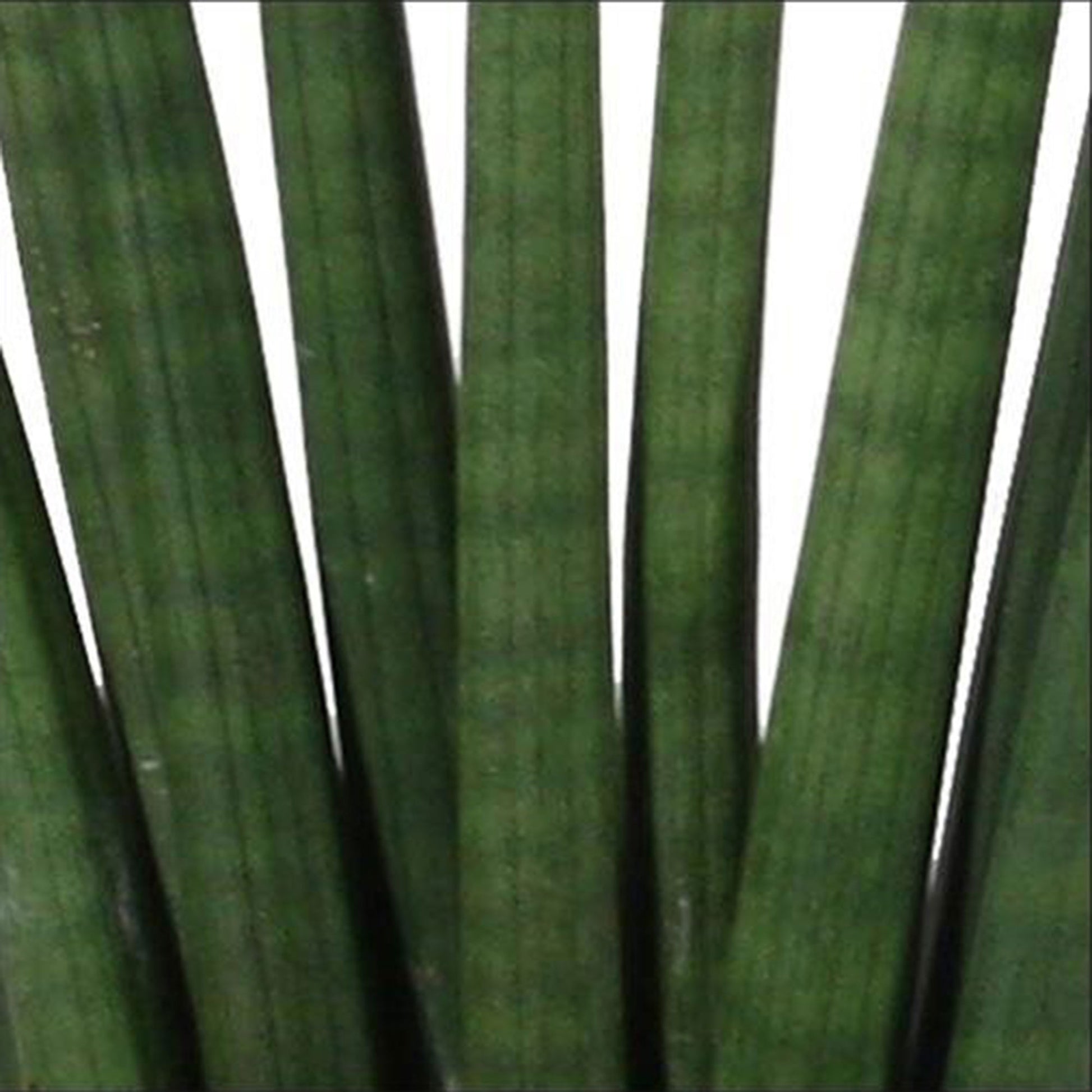 fan snake plant 2x Snake plant Sansevieria 'Fan'