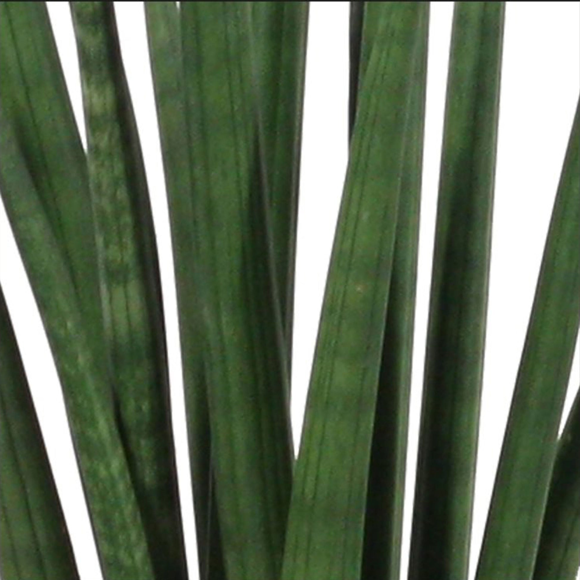 sanseveria rocket snake eye plant Buy house plants now 2x Snake plant Sansevieria 'Rocket'