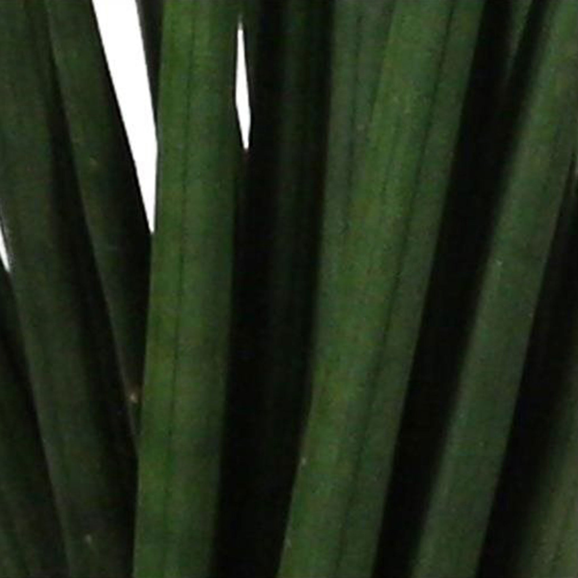 sansevieria spaghetti 2x Snake plant Sansevieria 'Spaghetti'