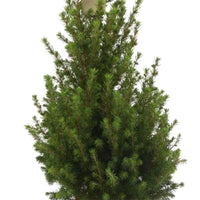 Dwarf spruce Picea glauca Conica  - Mini Christmas tree