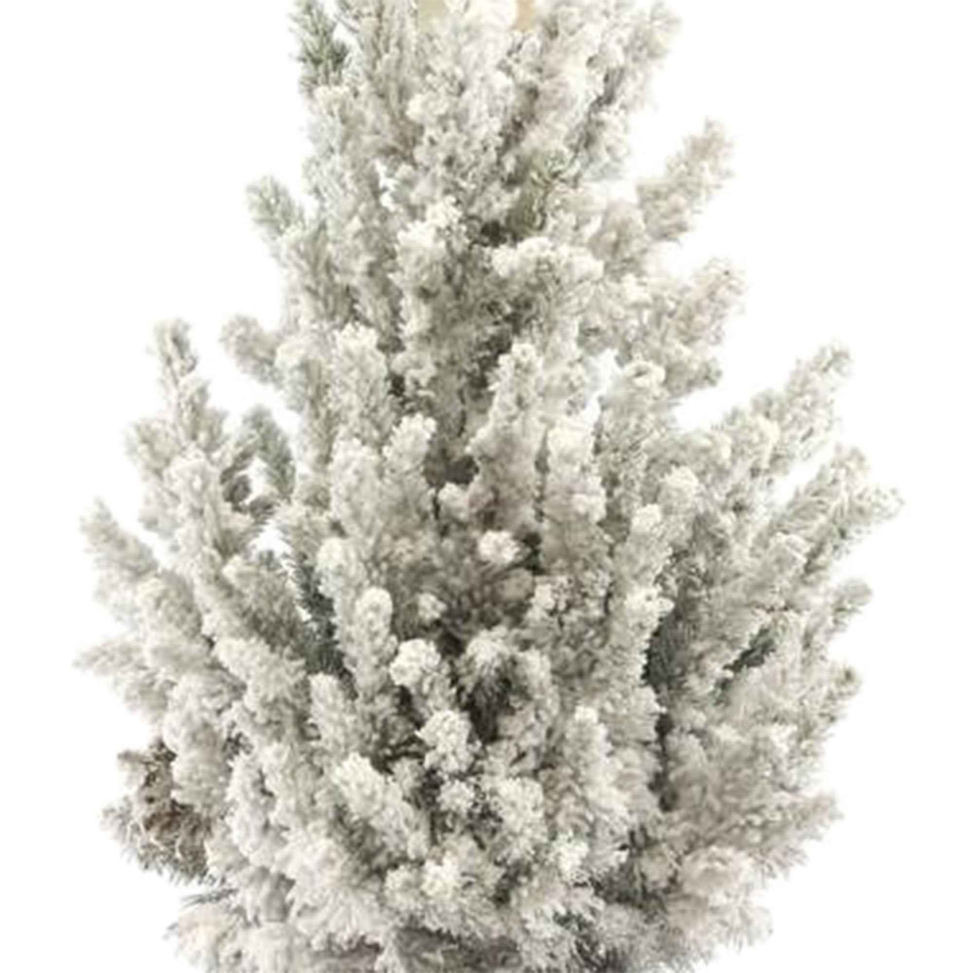 Buy conifers now Dwarf spruce Picea glauca white with snow - Mini ...