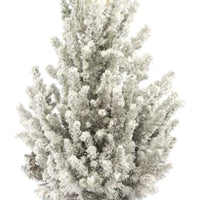 Picea glauca green-white with snow and decorative white pot  - Mini Christmas tree