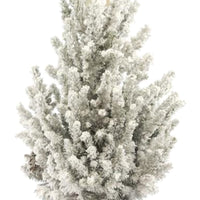 Picea glauca green-white with snow and cream-coloured basket  - Mini Christmas tree