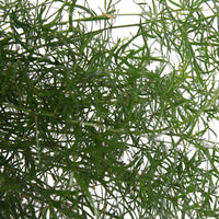 Asparagus Fern Asparagus 'Sprengerii' incl. plastic hanging pot