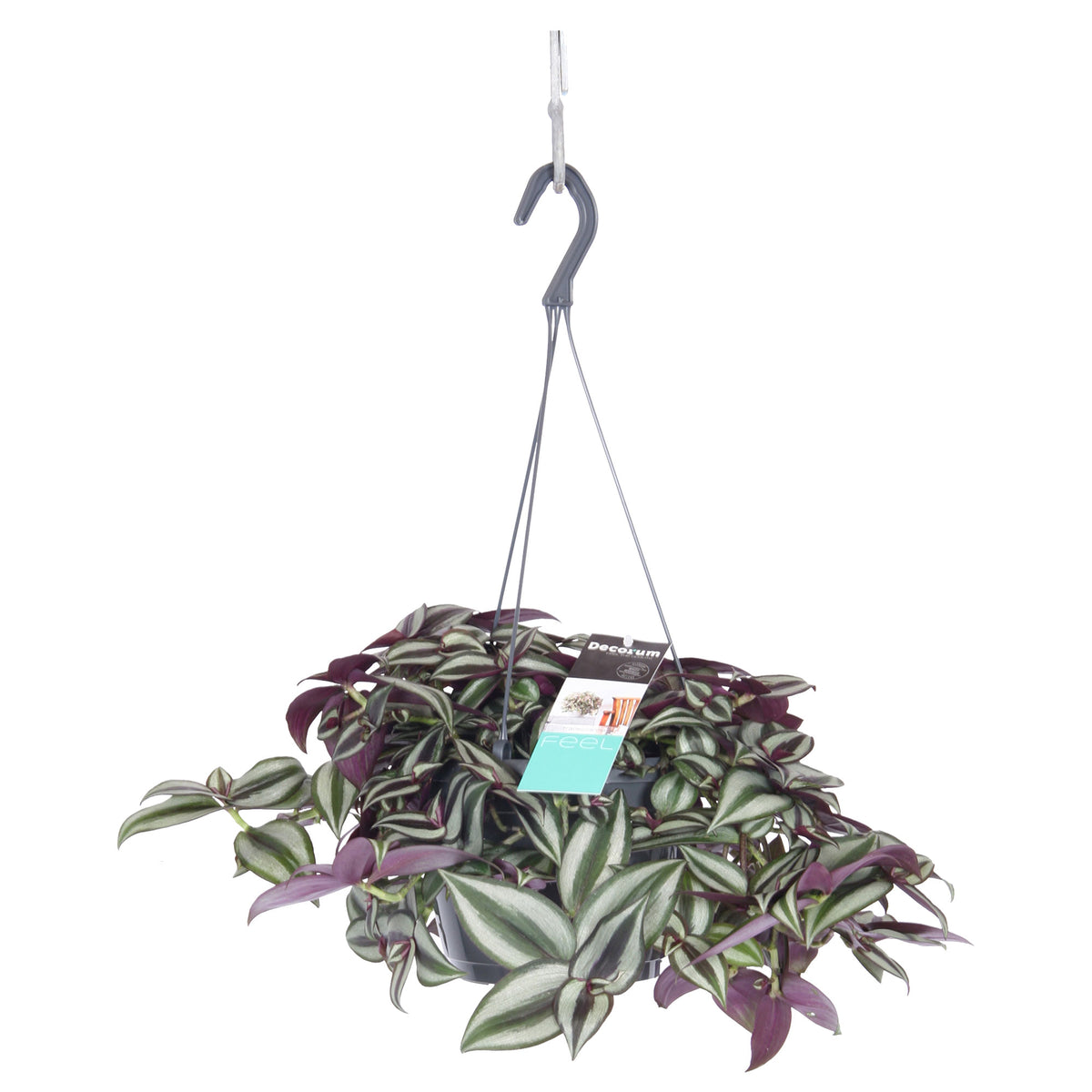Spiderwort Tradescantia zebrina 'Purpusii'  - Hanging plant