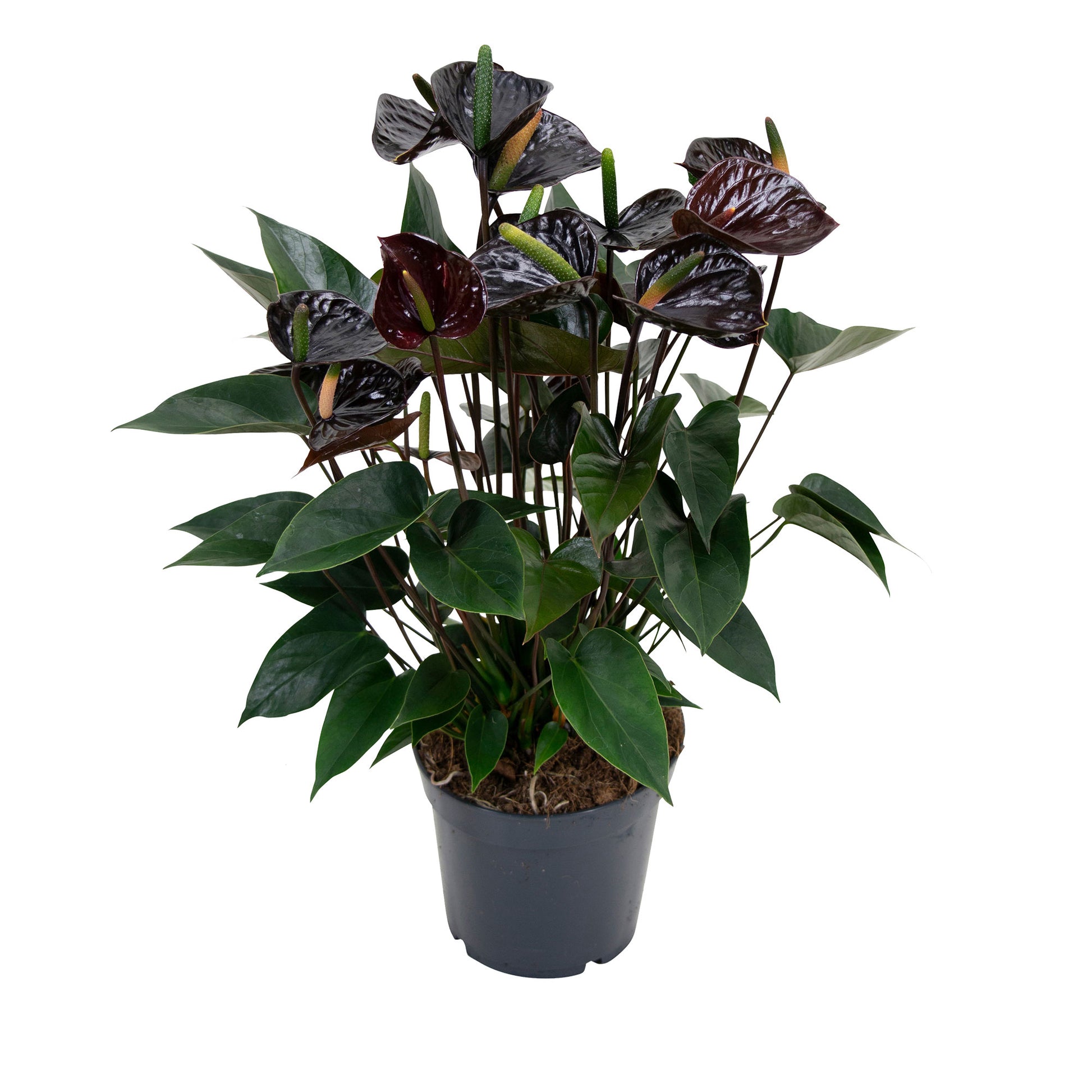 anthurium noir Flamingo plant Anthurium andreanum Black