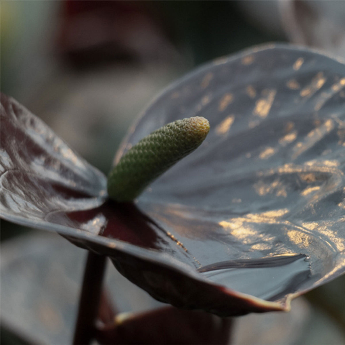 Flamingo plant Anthurium andreanum Black