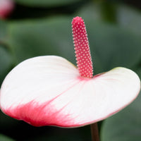 Flamingo plant Anthurium 'Hotlips' Pink-White