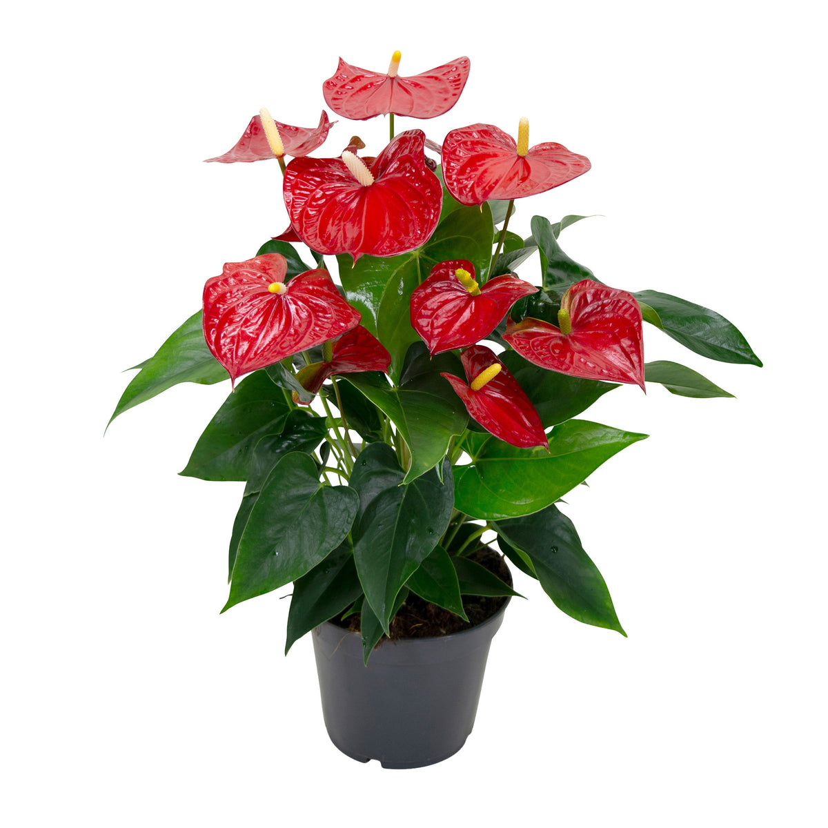 Flamingo plant Anthurium andreanum Red