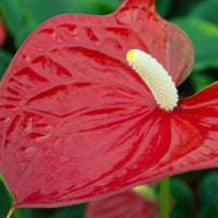 Flamingo plant Anthurium andreanum Red