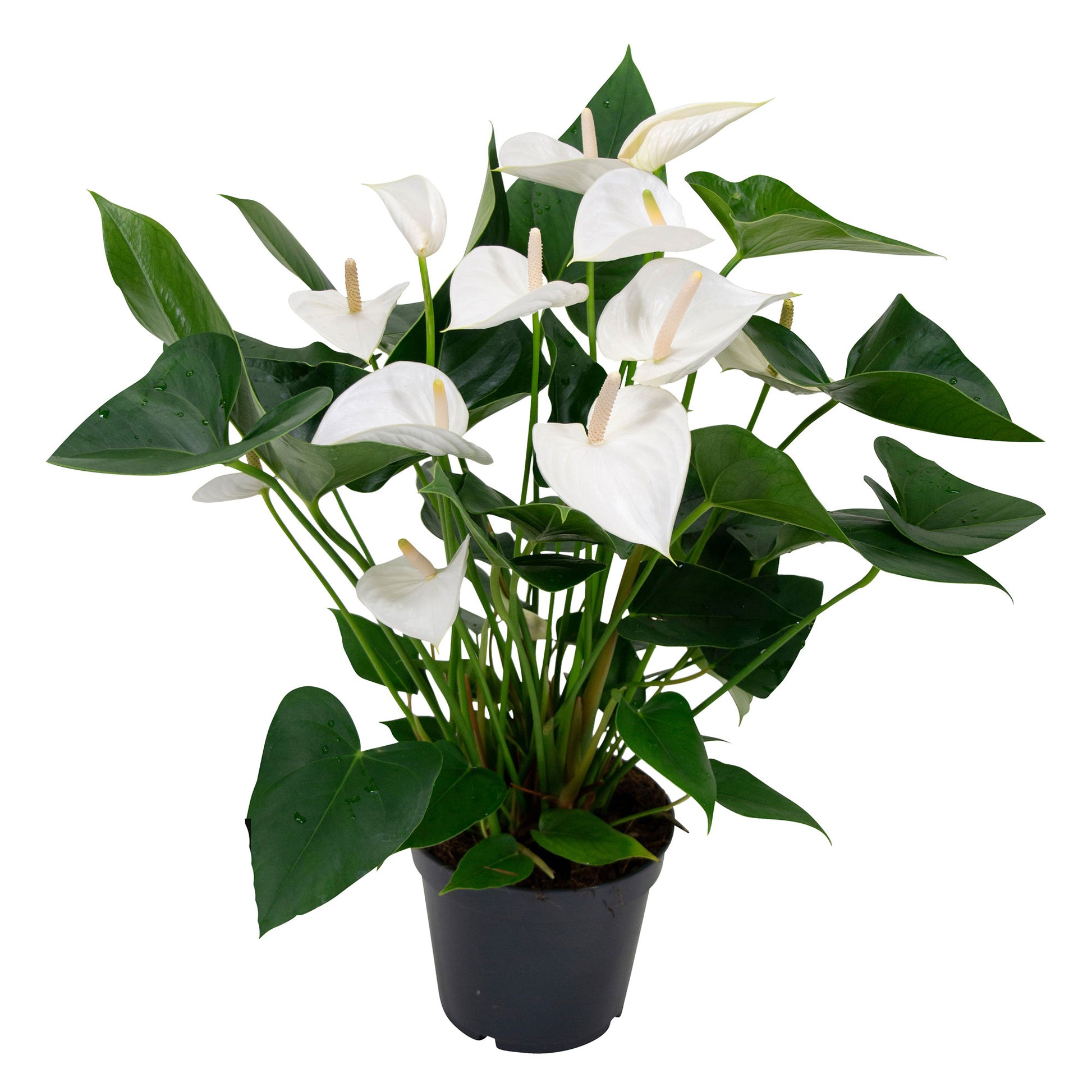anthurium white flamingo flower Flamingo plant Anthurium andreanum White