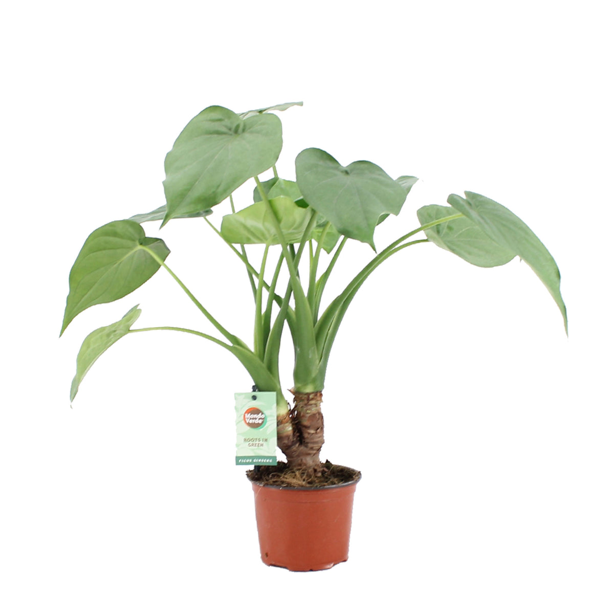 Elephant's ear Alocasia cucullata  on stem