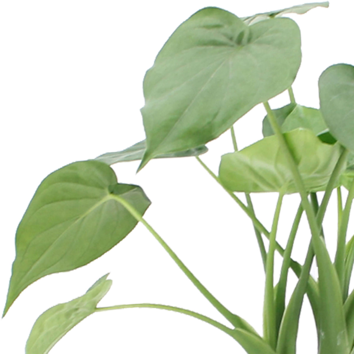 Elephant's ear Alocasia cucullata  on stem