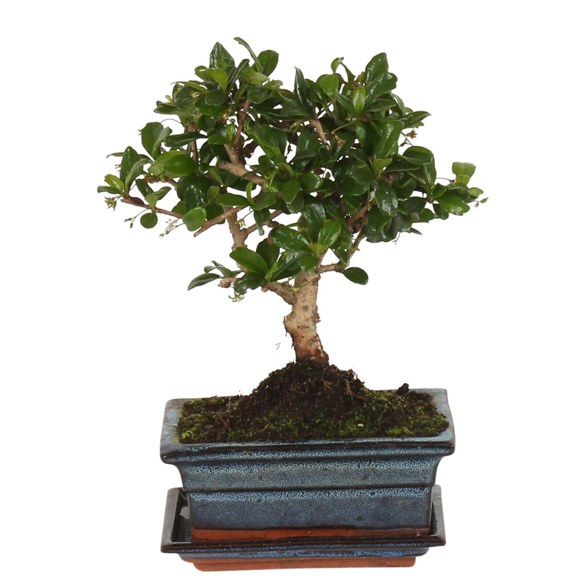 Bonsai Carmona Ball-Shape incl. decorative pot