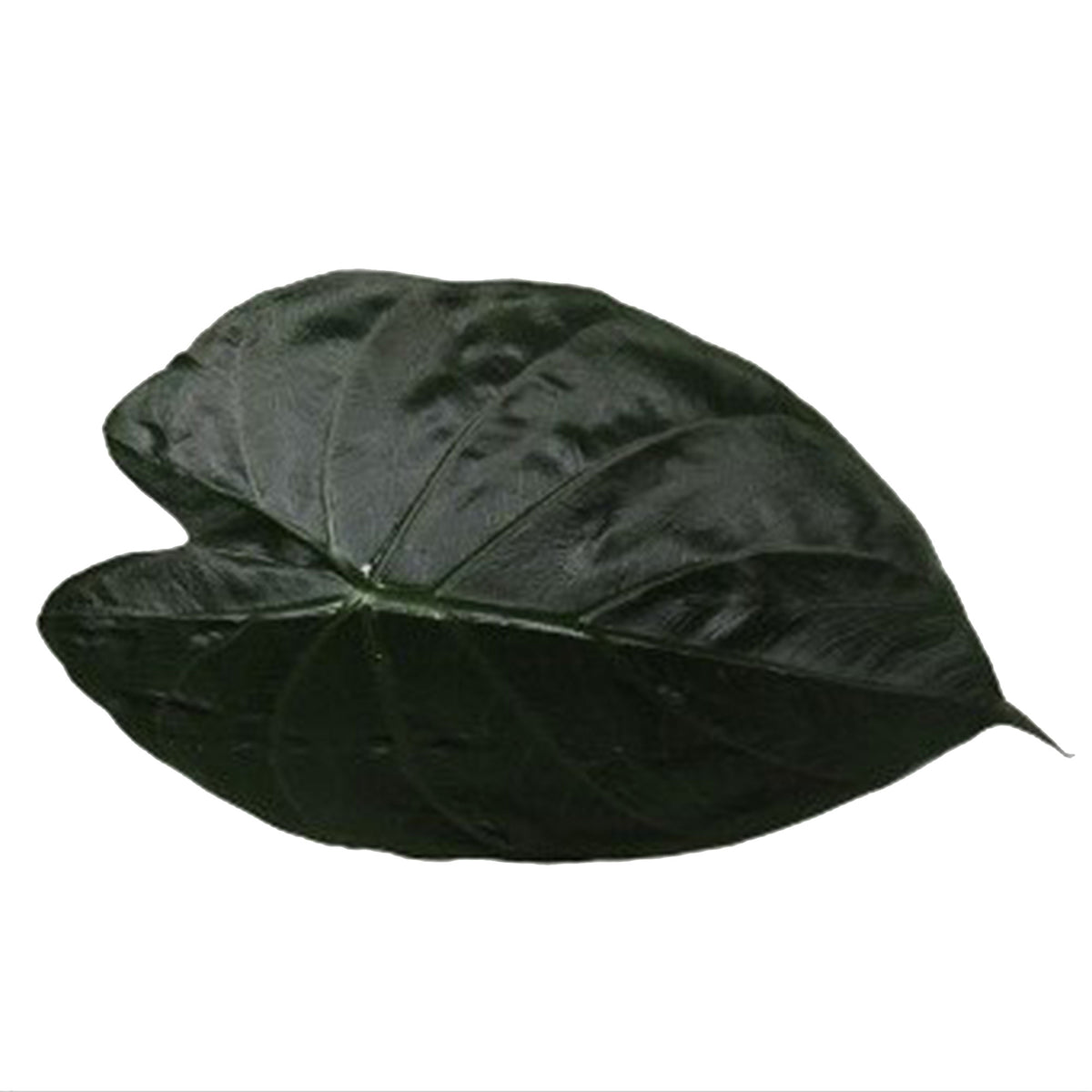 Elephant's ear Alocasia wentii