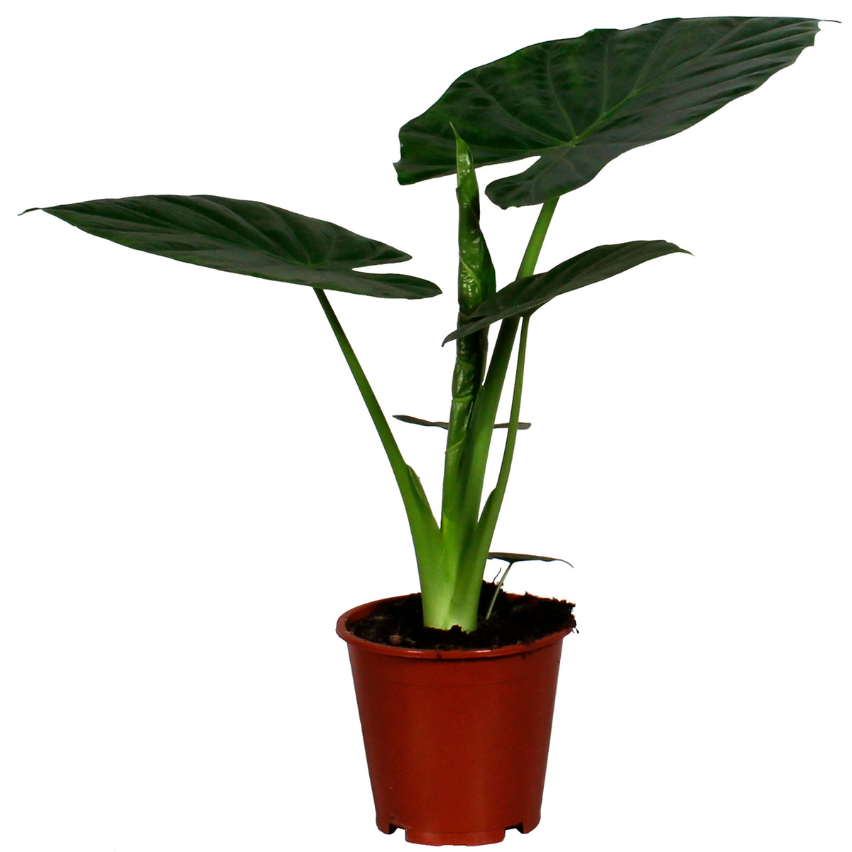 Elephant's ear Alocasia wentii