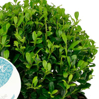 Japanese holly Ilex 'Luxus Globe' - Hardy plant