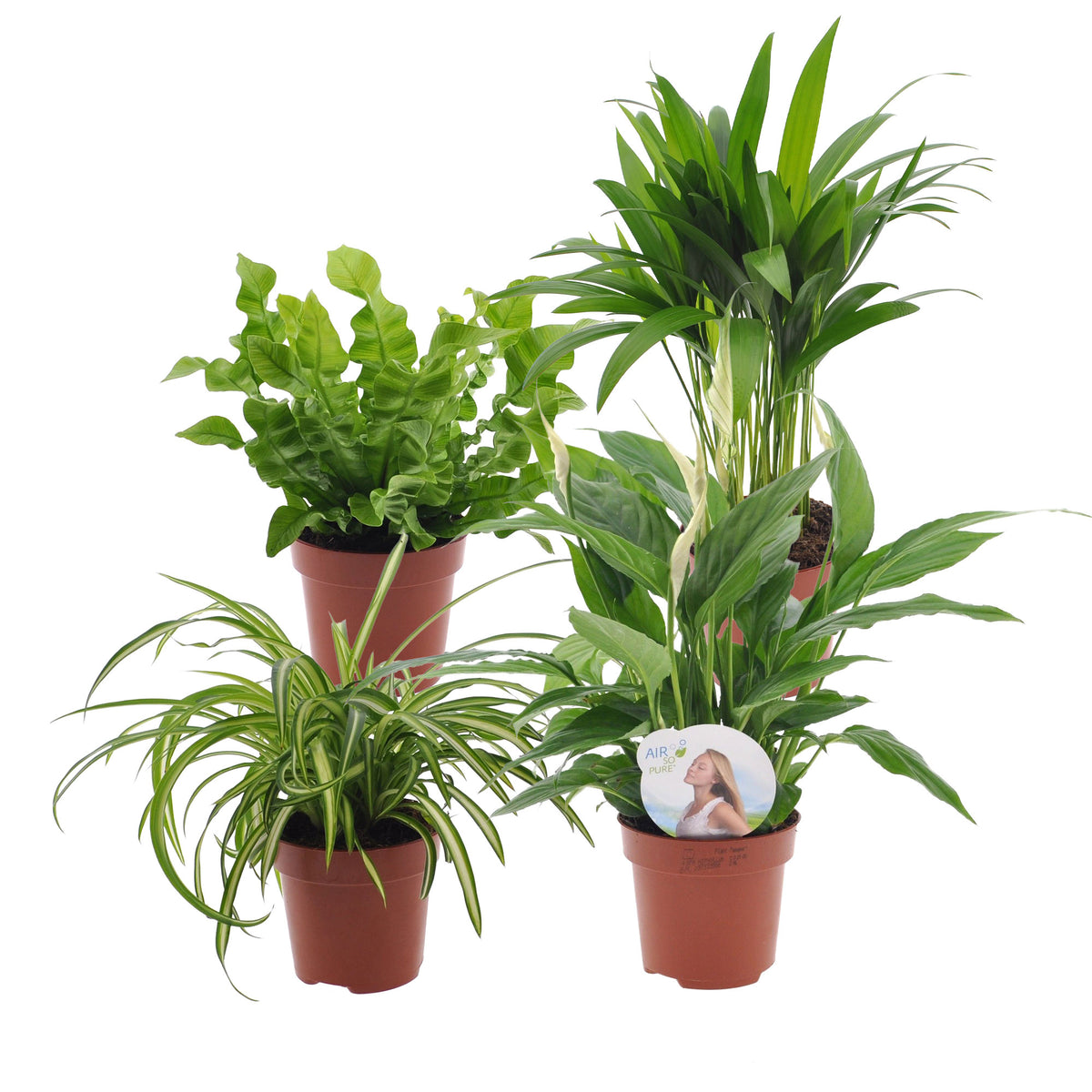 4x Air-purifying plants - Mix