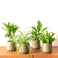 4x Air-purifying plants - Mix