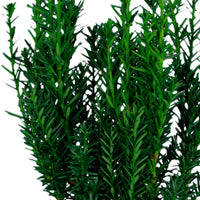 Yew Hedge "Hillii" - Hardy plant