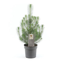 Pinus pinea 'Silver Crest'  - Mini Christmas tree