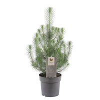 Pinus pinea 'Silver Crest'  - Mini Christmas tree