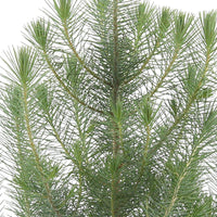 Pinus pinea 'Silver Crest'  - Mini Christmas tree