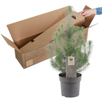 Pinus pinea 'Silver Crest'  - Mini Christmas tree