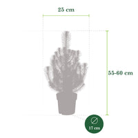 Pinus pinea 'Silver Crest'  - Mini Christmas tree
